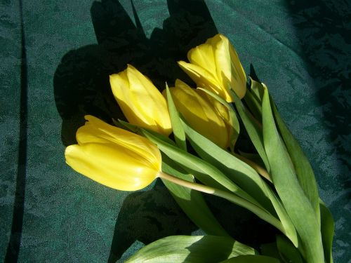 tulip bouquet yellow flowers cut flower