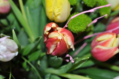 tulip bouquet flower nature