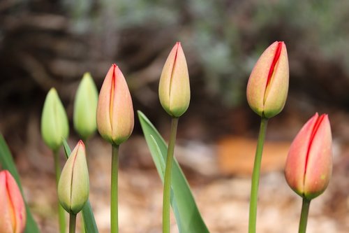 tulip buds  tulips  closed