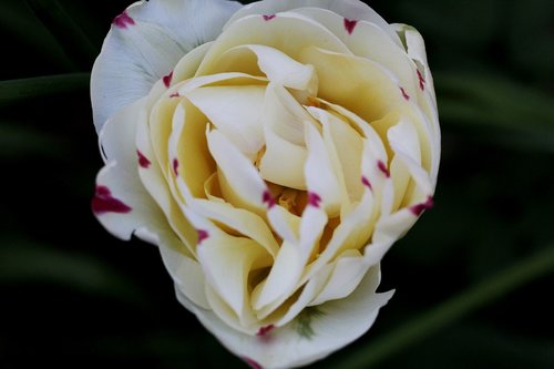 tulip danceline  white  red spots