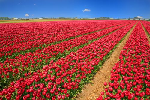 tulip field tulips red