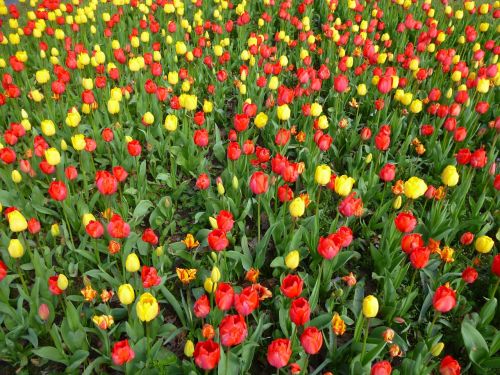 tulip field spring flowers yellow