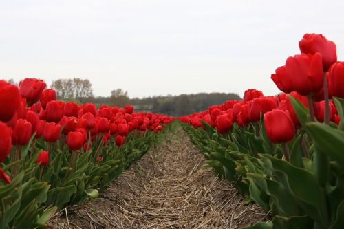 tulip field red netherlands