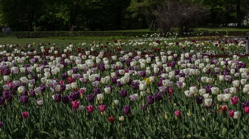 tulip field  flower  spring