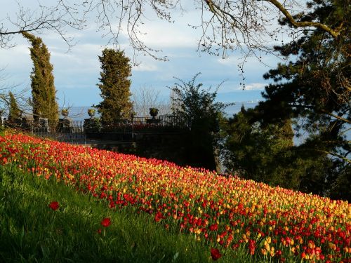 tulip field tulips tulpenbluete