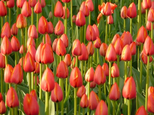 tulip field tulips red