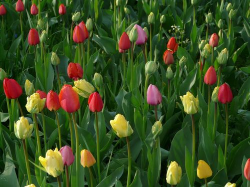 tulip field tulips meadow