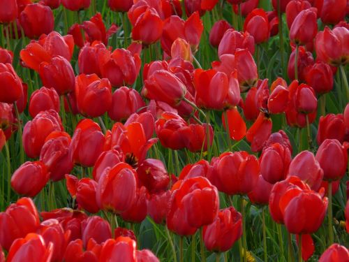 tulip field tulips red