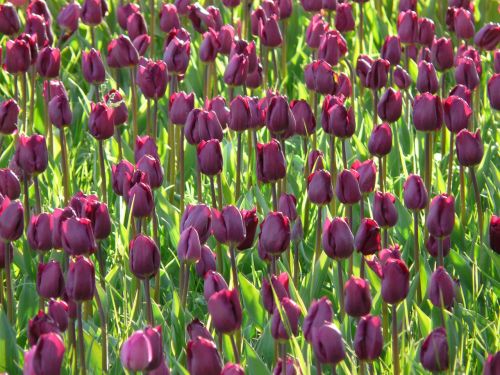 tulip field tulips violet