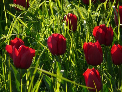 tulip field tulips purple