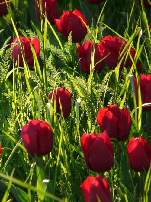 tulip field tulips purple