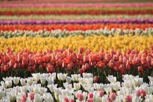 tulip fields washington state skagit county