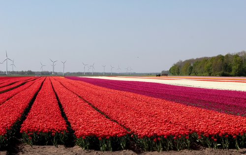 tulip fields  red  flowers