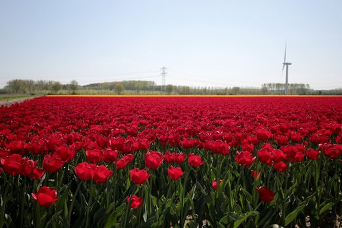 tulip fields  red tulips  spring