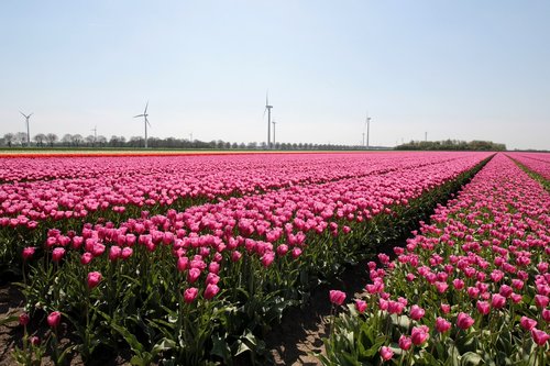 tulip fields  tulip  bloom