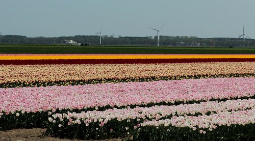 tulip fields  tulip  bulbs