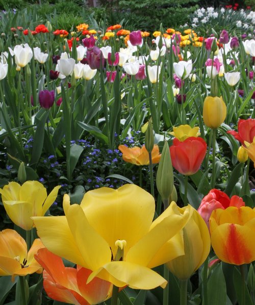 tulip flower  bed  spring
