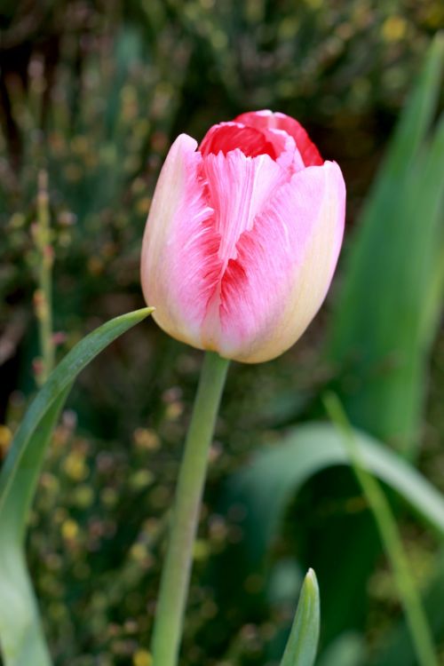 Tulip Flower Pink
