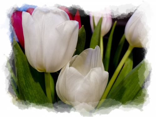 Tulip Flowers Frame