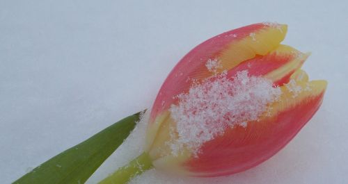 tulip in the snow romantic tulip