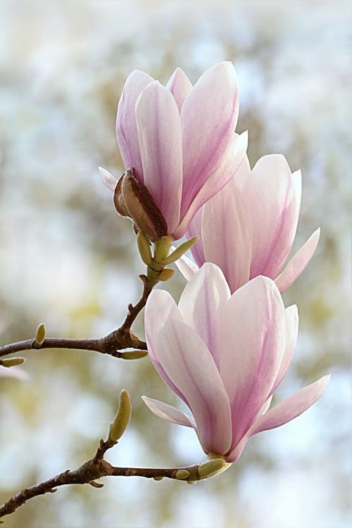 tulip magnolia magnolia x soulangiana tree