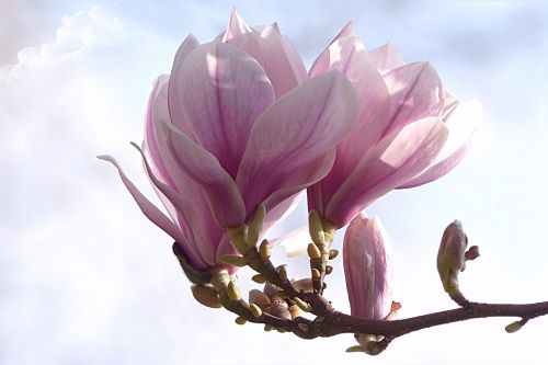 tulip magnolia magnolia x soulangiana tree