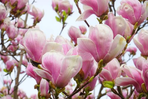 tulip magnolia flowers blütenmeer