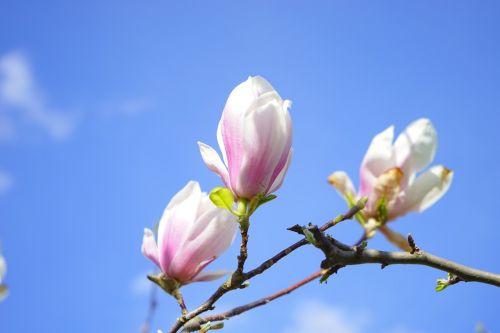 tulip magnolia flowers blütenmeer