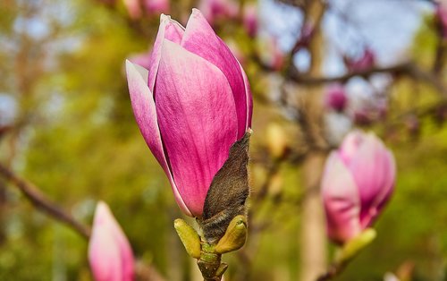 tulip magnolia  magnolia × soulangeana  magnolia