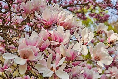 tulip magnolia  magnolia × soulangeana  magnolia