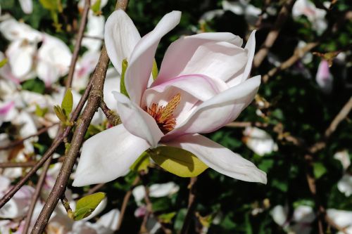 tulip magnolia blossom bloom