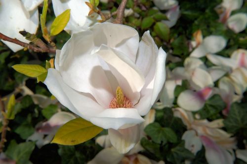 tulip magnolia blossom bloom