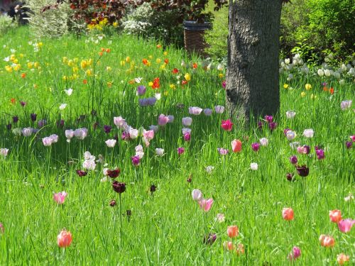 tulip meadow spring park