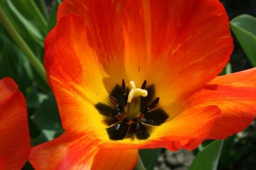 tulip orange plant spring