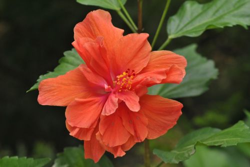 tulip orange flower orange