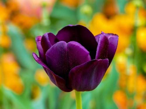 tulip purple  flower  bokeh