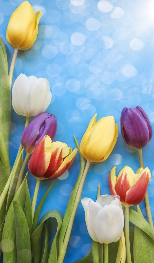 Tulip Spring Background
