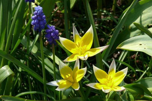 tulip tarda muscari grape hyacinth