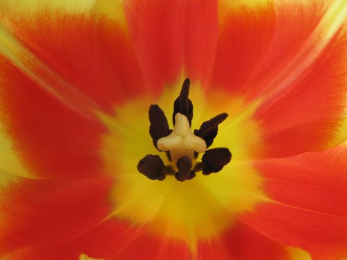 tulip temple  tulip  blossom