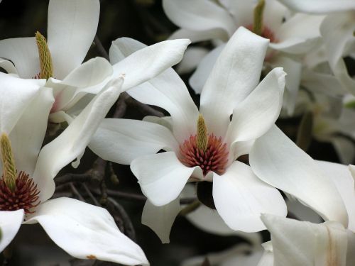 tulip tree tulip tree flower magnolia flower