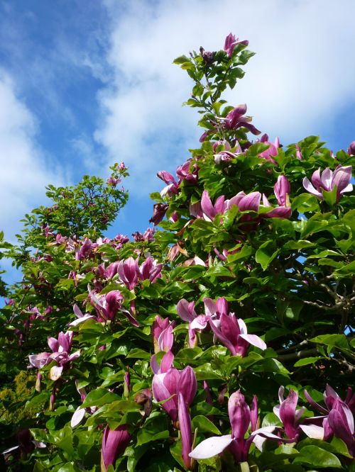 tulip tree magnolia sky