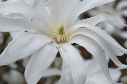 tulip tree blossom bloom