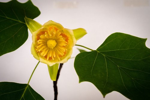 tulip tree  spring  flower