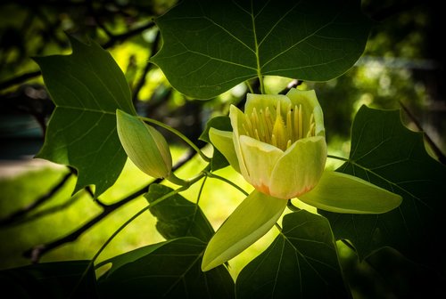 tulip tree  blossom  flower