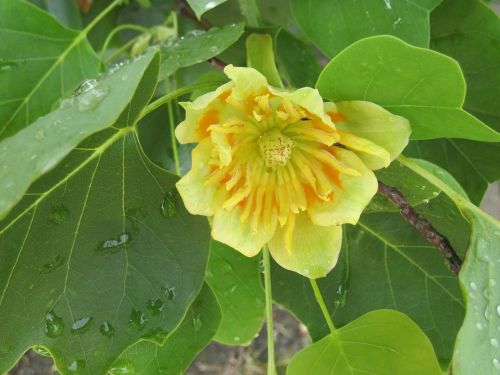 tulip tree liriodendron tulipifera magnoliengewaechs