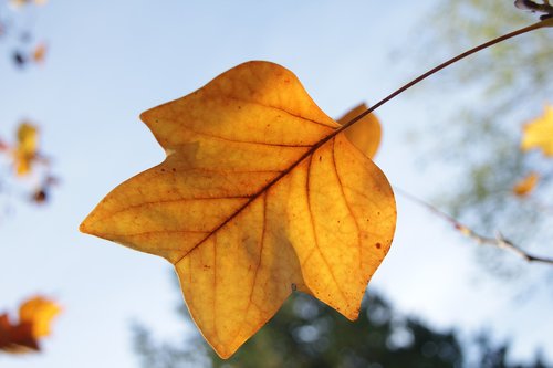 tulip tree leaf  leaf  autumn