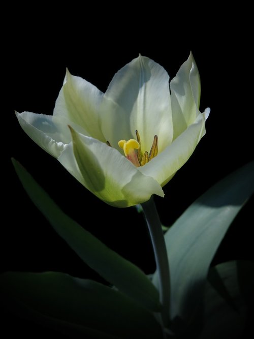 tulipa  purissima  fosteriana