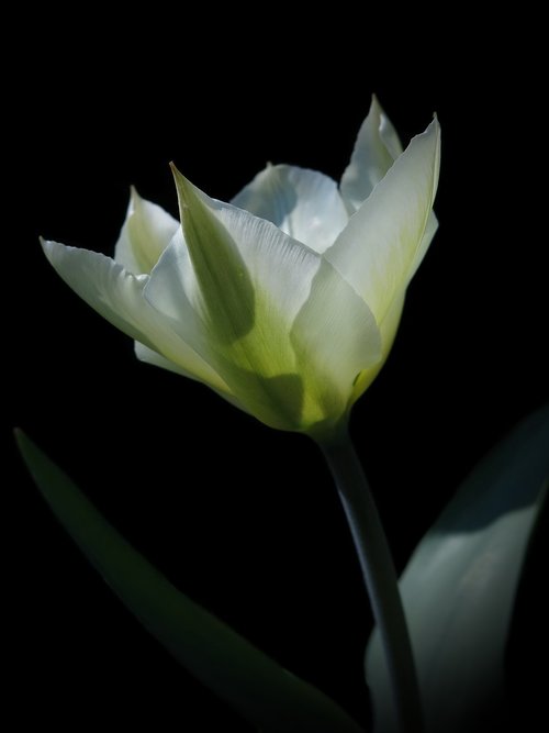 tulipa  purissima  fosteriana
