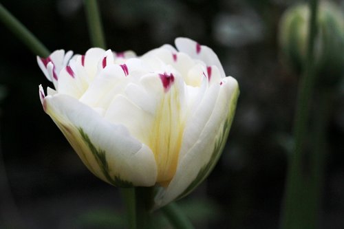 tulipa danceline  white  red spots