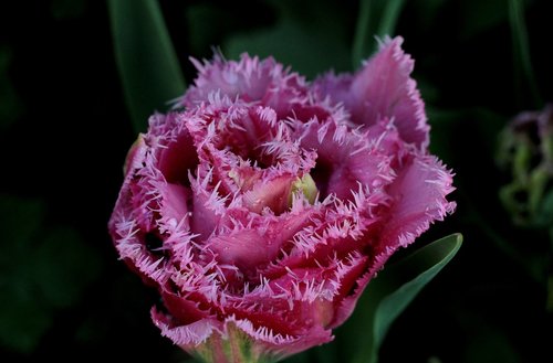 tulipa matchpoint  fringes  rose